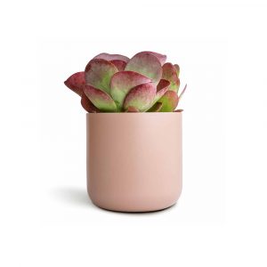 Echeveria Succulent with Large Modern Cylinder Pot