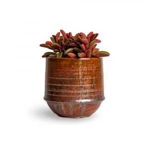 Mudfingers Peperomia Tricolor In Ceramic Pot
