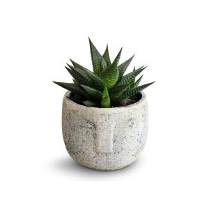 Posh Garden Haworthia Limifolia - Aloe Vera Plant